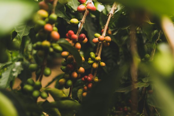 Comment organiser une visite des plantations de café en Colombie : circuits et dégustations recommandées ?